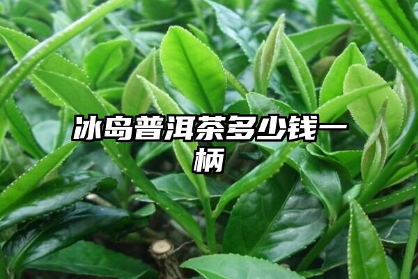 冰岛普洱茶多少钱一柄