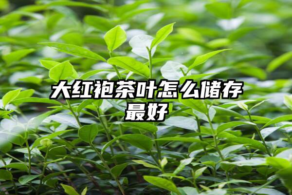 大红袍茶叶怎么储存最好