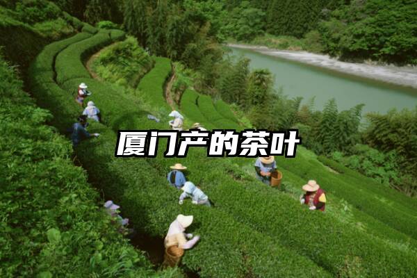 厦门产的茶叶