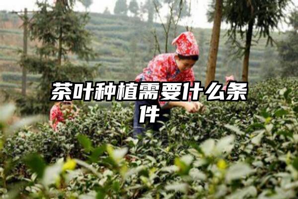 茶叶种植需要什么条件