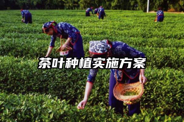 茶叶种植实施方案