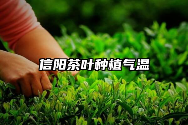 信阳茶叶种植气温