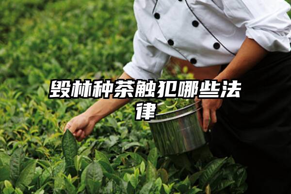 毁林种茶触犯哪些法律