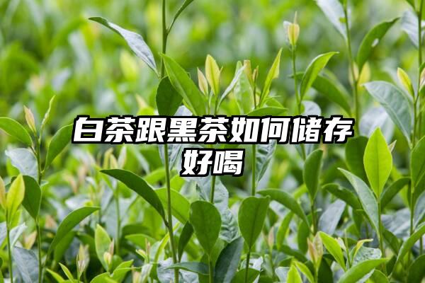 白茶跟黑茶如何储存好喝