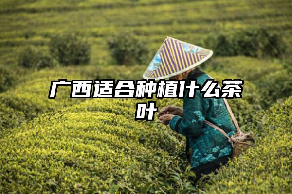 广西适合种植什么茶叶