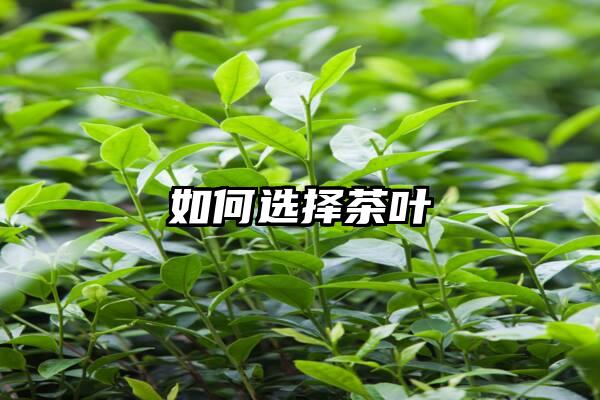 如何选择茶叶