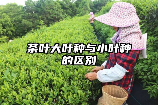 茶叶大叶种与小叶种的区别