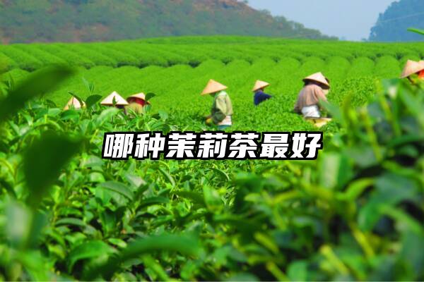 哪种茉莉茶最好