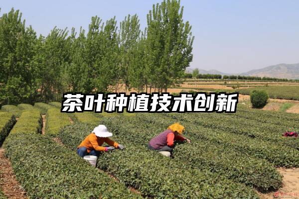 茶叶种植技术创新