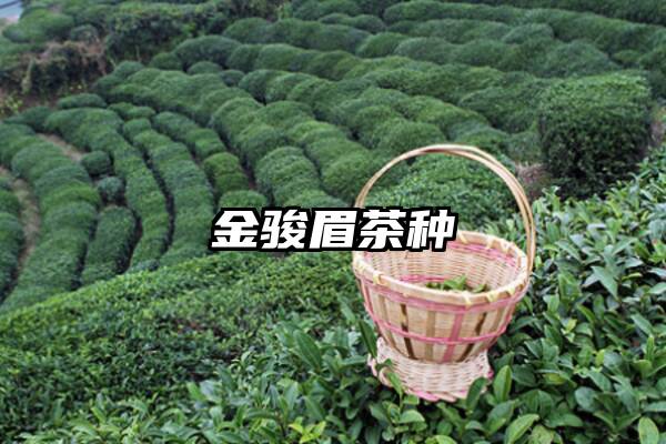 金骏眉茶种