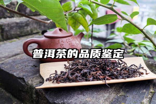 普洱茶的品质鉴定