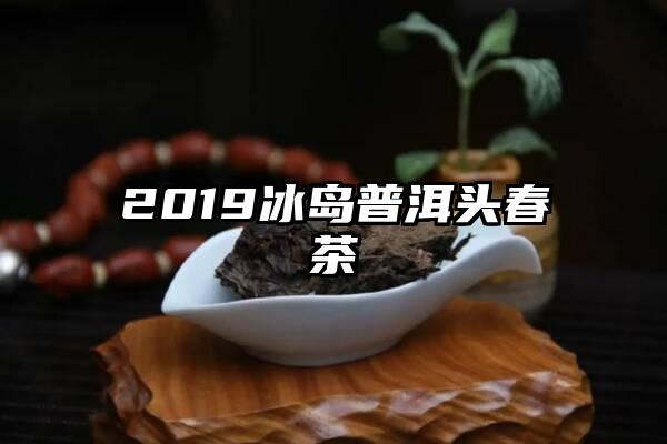 2019冰岛普洱头春茶