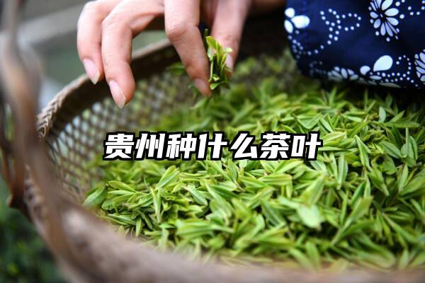 贵州种什么茶叶