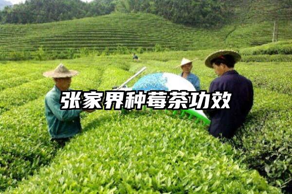 张家界种莓茶功效