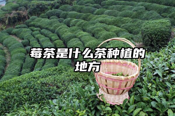 莓茶是什么茶种植的地方