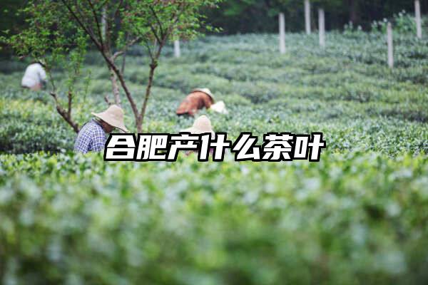 合肥产什么茶叶