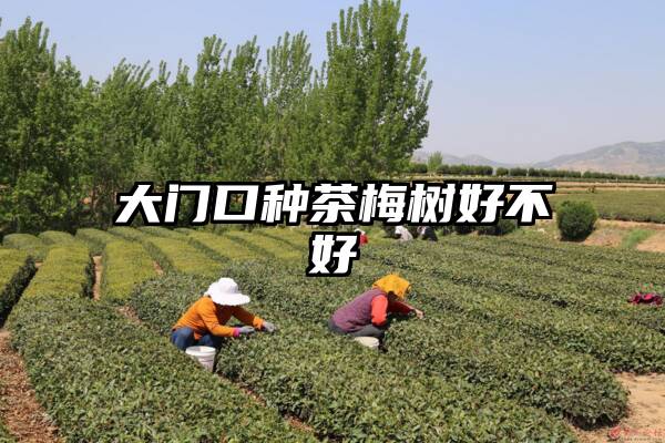 大门口种茶梅树好不好