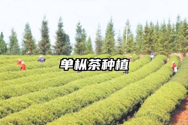 单枞茶种植