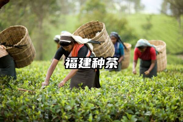 福建种茶