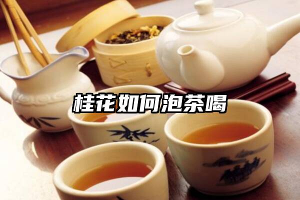 桂花如何泡茶喝