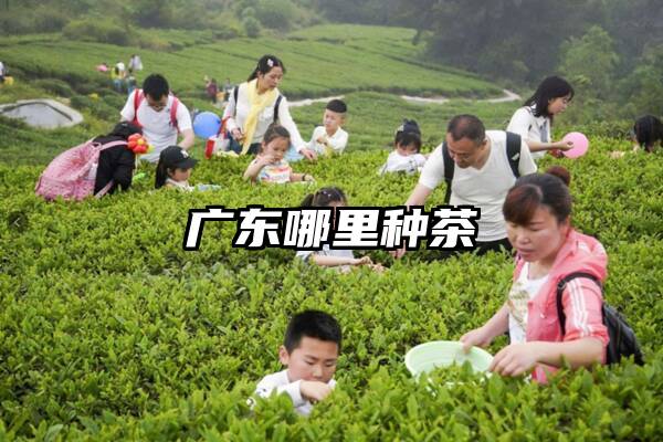 广东哪里种茶