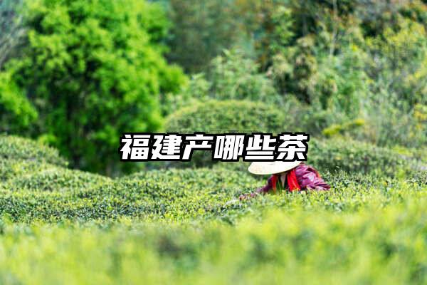 福建产哪些茶