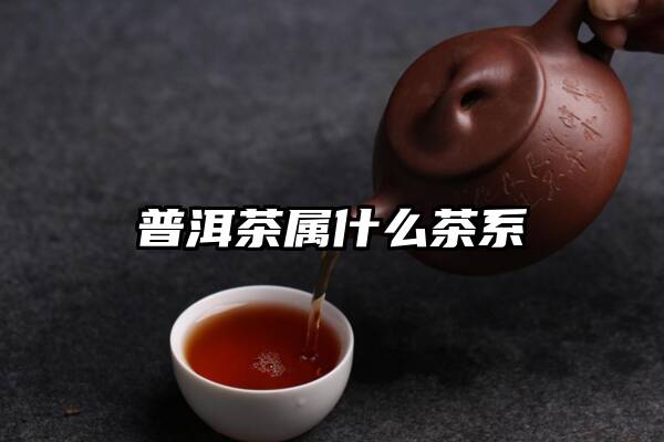 普洱茶属什么茶系