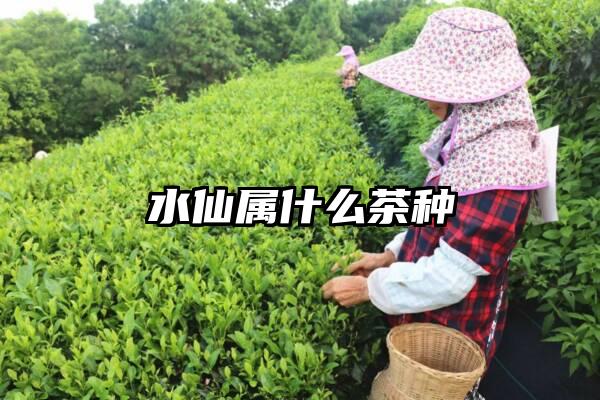 水仙属什么茶种