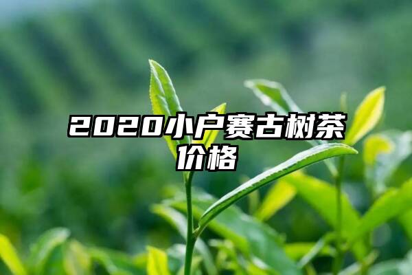 2020小户赛古树茶价格