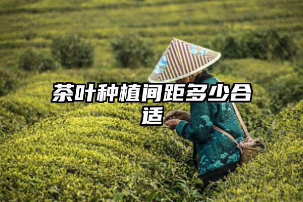 茶叶种植间距多少合适