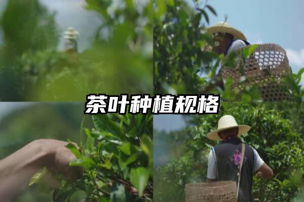 茶叶种植规格