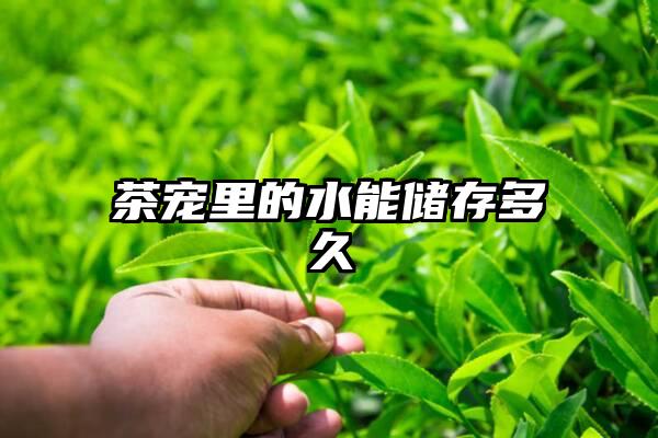 茶宠里的水能储存多久