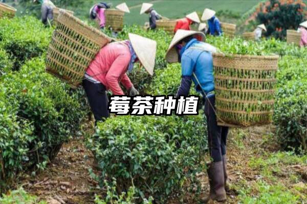 莓茶种植