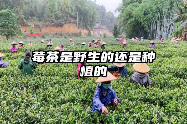 莓茶是野生的还是种植的