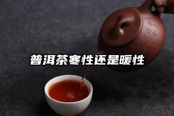 普洱茶寒性还是暖性