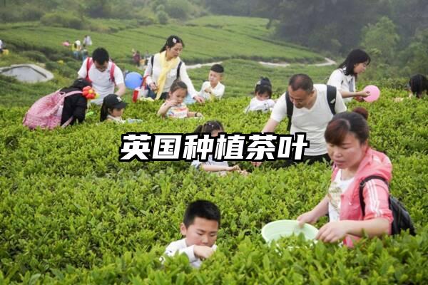 英国种植茶叶