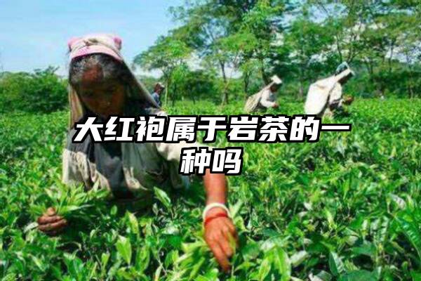 大红袍属于岩茶的一种吗