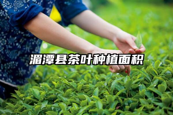 湄潭县茶叶种植面积