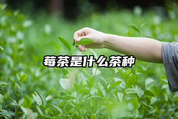 莓茶是什么茶种