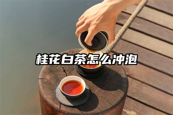 桂花白茶怎么冲泡