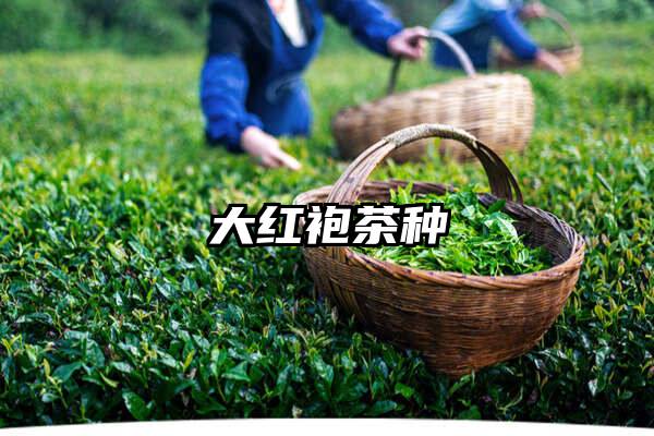 大红袍茶种