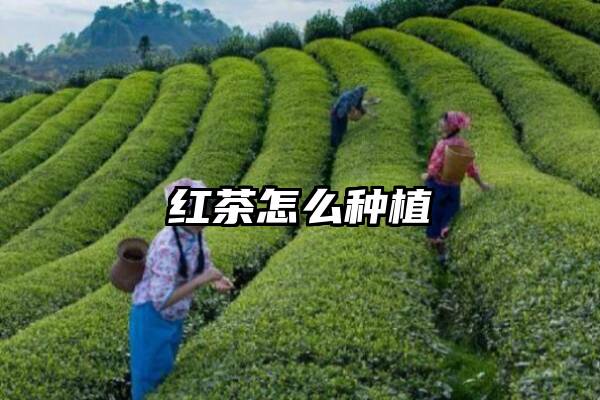 红茶怎么种植