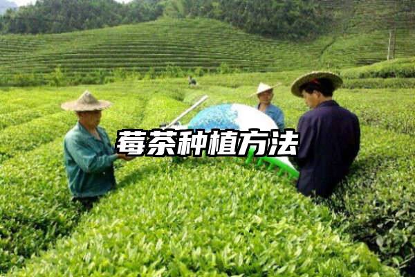 莓茶种植方法