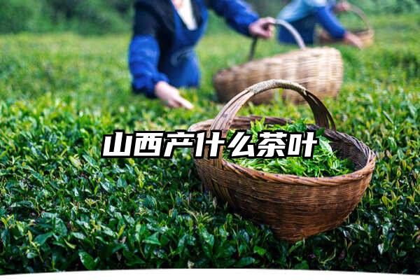 山西产什么茶叶