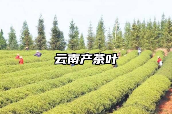 云南产茶叶