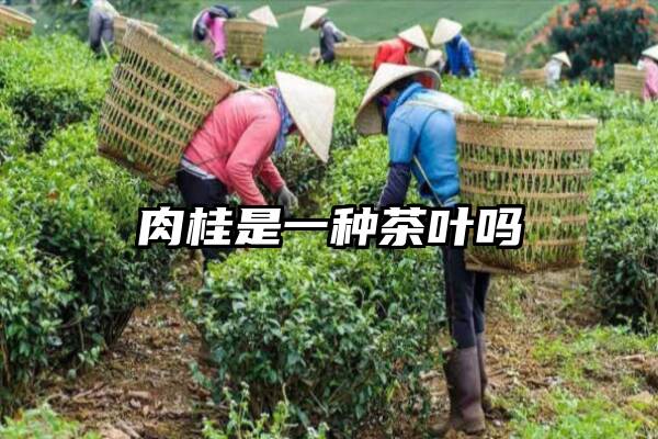 肉桂是一种茶叶吗