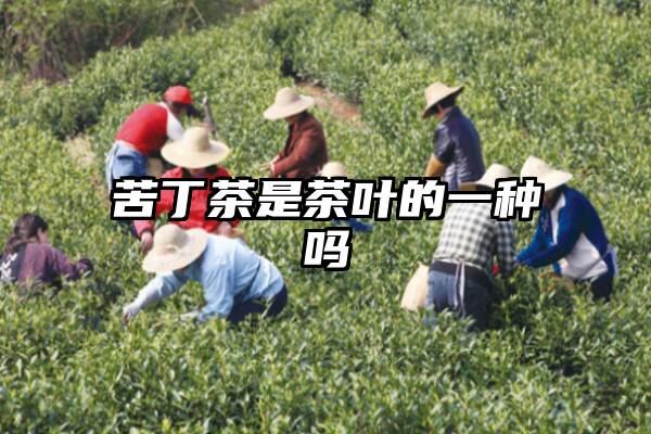 苦丁茶是茶叶的一种吗