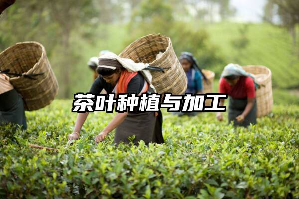 茶叶种植与加工