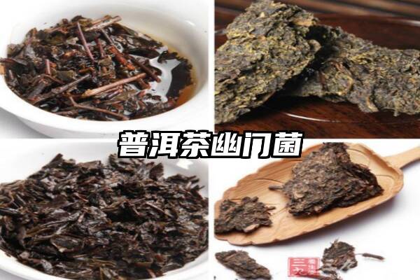 普洱茶幽门菌