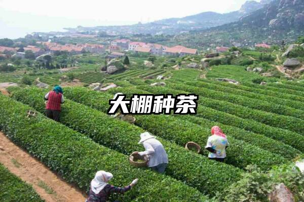 大棚种茶